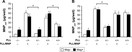 Figure 5 Coexistence of PLL and Dex-MNPs required for enhancement effects of PLL.Notes: PLL (3 nM [A]; 10 nM [B]) was added to U87MG cells during incubation with Dex-MNPs. A magnetic field was applied for 5 minutes (Mag–) and 24 hours (Mag+) before or during 24-hour incubation, respectively. Preincubation of the cells with (+/−) or without (−/−) PLL for 1 hour was followed by 24-hour incubation with Dex-MNPs in the absence of PLL; preincubation of the cells with (+/+) or without (−/+) PLL for 1 hour was followed by 24-hour incubation with Dex-MNPs in the presence of PLL. In some experiments, PLL and MNPs were premixed for 1 hour before addition to the medium (PLL/MNP+). Values are means ± SE (n=4). *,◊P<0.05 compared with Mag– and Dex-MNP alone, respectively; #P<0.05 for comparisons indicated.Abbreviations: PLL, poly-l-lysine; Dex, dextran; MNPs, magnetic nanoparticles; MNPcell, cell-associated MNPs; MNP−, MNPs with negative ζ-potential; MNP+, MNPs with positive ζ-potential.