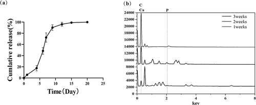 Figure 4 (a) The release profiles of L-lysine from lys/ACP-CNF for 20 days(b) The release profiles of calcium and phosphate ions from lys/ACP-CNF for 20 days.