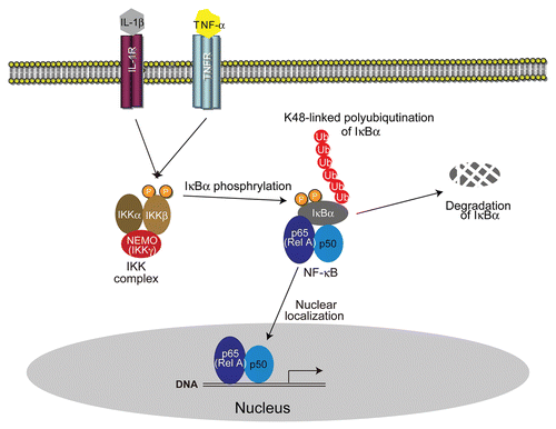 Figure 1 The NFκB activation pathway. NFκB (p65-p50 heterodimer) resides in the cytoplasm in resting cells by binding to the inhibitor protein IκBα. Upon activation by various stimuli, IκBα is phosphorylated by the IKK complex. K48-linked polyubiquitination of phosphorylated IκBα leads to its degradation. Subsequently, free NFκB translocates into the nucleus and induces the expression of target genes.