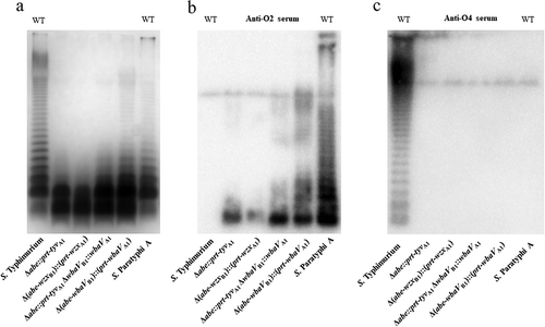 Figure 1. LPS profile of O2 serotype-converted mutants in S. Typhimurium.(a) The LPS profiles of the wild-type S. Paratyphi A and S. Typhimurium and mutants S1049 (Δabe::prt-tyvA1), S1071 [Δ(abe-wzxB1)::(prt-wzxA1)], S1072 (Δabe::prt-tyvA1 ΔwbaVB1:: wbaVA1) and S1074 [Δ(abe-wbaVB1)::(prt-wbaVA1)] were visualized by silver staining. (b and c) Western blot analysis confirmed the O-serotype conversion from O4 to O2. Salmonella O4 and O2 single-factor rabbit antisera were used as primary antibodies in the Western blot assay. Samples derived from the same experiment and gel/blots were processed in parallel.