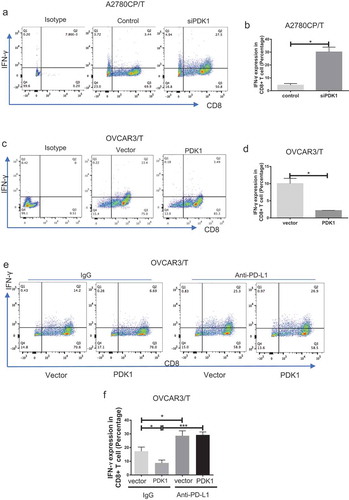 Figure 2. PDK1 expressed in ovarian cancer cells impairs CD8+ T cell function through PD-L1 regulation. CD8+ T cells collected from the co-culture system were stained with antibodies against CD8A and IFN-γ. (a, c) Flow cytometry analyses showing IFN-γ secretion by CD8+ T cells co-cultured with A2780CP cells depleted of PDK1 or control cells (a), OVCAR3 cells overexpressing PDK1 or control cells (c). (b, d) Statistical analysis of IFN-γ detected via flow cytometry. (e) IFN-γ secretion by CD8+ T cells co-cultured with OVCAR3 cells with PDK1 overexpression in the presence of anti-PD-L1. (f) Statistical analysis of Figure 2(e). Representative data from three experiments are shown (*P < .05, ***P < .001).