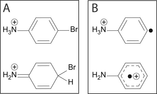 Figure 1. (A) Possible tautomeric structures of protonated 4-bromoaniline. (B) Isomers of the ion C6H7N+∙ attainable upon homolytic loss of bromine from protonated 4-bromoaniline: distonic phenylenyl-ammonium (top) or aniline radical cation (bottom).