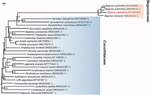 Figure 1. Phylogenetic analysis based on the complete chloroplast genome sequences of Begonia coptidifolia and 26 additional species in Cucurbitales with their GenBank accession numbers denoted in parentheses. Bootstrap percentages (1000 replicates) are shown at nodes.