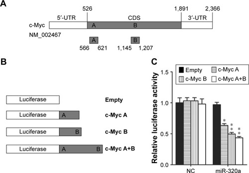 Figure 2 miR-320a directly binds to the coding DNA sequence of c-Myc.