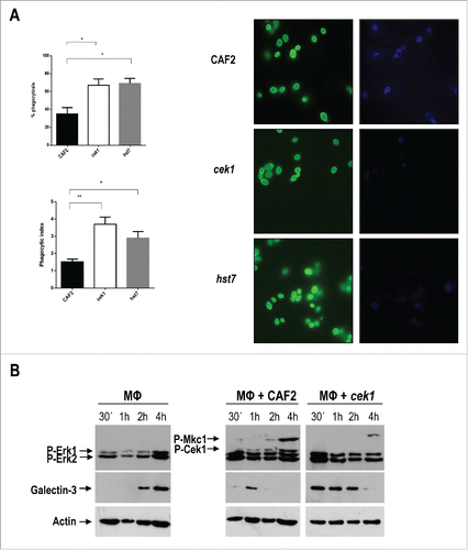 Figure 5. For figure legend, see page 10