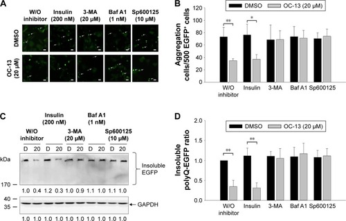 Figure 5 Inhibition autophagy flux blocked clearance of the Q79-EGFP aggregates.