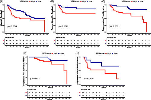 Figure 3. Survival analysis of UPR. Survival curves of UPR score for OS (A), CSS (B), PFS (C), PFS in NMIBC (D) and PFS in MIBC (E). CSS: cancer-specific survival; OS: overall survival; PFS: progression-free survival; MIBC: muscle invasive bladder cancer; NMIBC: non-muscle invasive bladder cancer.