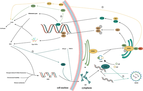 Figure 5. cGAS/STING signaling pathway and cellular senescence. CCFs can be induced by dsDNA generated in senescent cells due to oncogene activation, telomere dysfunction, and chromosomal instability. cGAS activates the cGAS/STING pathway by recognizing CCFs and triggers the production of SASP factors, thereby promoting the recruitment of immune cells to senescent cells, and inducing the clearance of senescent cells through immune cell action. ①: ROS drives the formation of CCFs through ROS/JNK retrograde signaling pathways. ②: cGAS, as an autophagy receptor, binds to LC3B through its LC3 interaction region and promotes the transfer of autophagy micronuclei to lysosomes in an ATG14 and ATG7 dependent manner, which inhibits micronucleus-driven cGAS activation and subsequent cGAMP production. ③: TLR2 promotes cell cycle arrest by regulating the tumor inhibitor and regulates the SASP by inducing serum A-SAA in the acute phase. ④: STING can regulate the senescence microenvironment through DOT1L-mediated H3K79 methylation at the IL1A site in OIS cells.