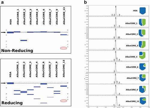 Figure 2. Analysis of SEC purified HSA and the eight AlbuCORE scaffolds. A. Microfluidic Capillary Electrophoresis under non-reducing (top) and reducing (bottom) conditions. The migration of the intact HSA molecule is given as a reference point and is marked by an arrow and dotted line in both panels. The red-shaded area marks the region where the AlbuCORE_13 lower MW band (13.4KDa) was expected to elute but is not visible. B. UPLC-SEC chromatograms of all samples. The elution times were aligned for comparison, and the cartoon representation for each AlbuCORE construct is shown for easy identification. The actual elution time and calculated molecular weight for each of the UPLC-SEC runs is shown in Table 2