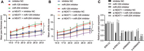 Figure 5. Silencing lncRNA NEAT1 suppresses the expression of miR-129 and miR-204 to inhibit FLS proliferation and synovitis in RA rats. (A) The thickness of rat paws upon inhibition of miR-129 or miR-204. (B) Arthritis score of rats upon inhibition of miR-129 or miR-204. (C) Western blot analysis of ERK1/2 and P38 MAPK expression and the extent of ERK1/2 and P38 MAPK phosphorylation normalized to GAPDH in synovial tissues upon inhibition of miR-129 or miR-204 and overexpression of LncRNA NEAT1. * p < 0.05 vs. rats treated with inhibitor NC. The data were expressed as mean ± standard deviation and analysed using one-way analysis of variance and repeated measures analysis of variance. The experiment was repeated three times independently