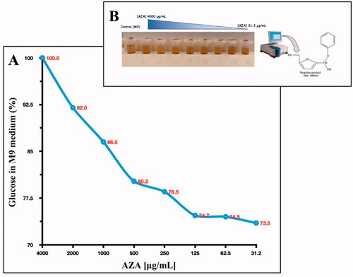Figure 5. Glucose consumption by E. coli cells. Panel A shows the glucose consumption curve at different AZA concentrations (from 4000 to 31.2 g/mL) and using 1.0 × 105 E. coli cells. The phenol–sulphuric acid assay was performed after the E. coli cells were incubated for 6 h in the M9 medium supplemented with a final concentration of 0.4% glucose. Panel B shows the tubes containing the different concentrations of AZA and the glucose at 04%. The yellow-gold colour was developed by the reaction of the phenol with the 5- hydroxymethylfurfural, which was produced by the interaction of sulphuric acid with glucose. Each data point is the mean value of at least three independent experiments.