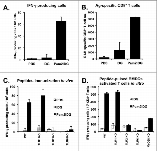 Figure 2. Pam2IDG increases the number of IFN-γ-producing cells. C57BL/6 naïve mice were immunized with 10 μg of IDG or Pam2IDG via the footpad on days 0 and 5. On day 10, the lymphocytes were collected from inguinal lymph nodes. (A) A total of 2 × 105 lymphocytes from each treatment group were re-stimulated with 5 μg/ml RAH or control peptide in anti-IFN-γ antibody-coated plates for 48 h. The IFN-γ-producing cells were examined by ELISPOT. (B) The lymphocytes were double-stained with RAH tetramer (Tet-RAH) and anti-CD8 antibody and analyzed by flow cytometry. The data are presented as the cell numbers of Tet-RAH+ CD8+ T cells from two independent experiments. (C) In vivo analysis of WT, TLR1KO, TLR2KO, and TLR6KO mice immunized as in (A), and the numbers of IFN-γ-producing cells were then examined by ELISPOT. (D) In vitro analysis of WT, TLR1KO, TLR2KO, TLR6KO and MyD88KO BMDCs pulsed with 1 μM IDG or Pam2IDG for 2.5 h (the free peptides were then washed out). A total of 2 × 104 peptide-pulsed BMDCs were co-cultured with 2 × 105 responder cells, which were purified from CD8+ T cells from the spleens of RAH/IFA-immunized mice. After 48 h, the IFN-γ-producing cells were examined by ELISPOT.