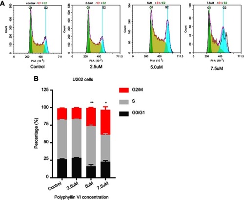 Figure S1 Polyphyllin VI induces G2/M cell cycle arrest. (A) The alterations in cell cycle distribution of U2OS cells were determined by flow cytometry after treatment with control and Polyphyllin VI (2.5, 5, and 7.5 μM) for 24 h. (B) Ratios of cells in different cell cycle phases in U2OS cells. The percentage of cells in each phase is shown as mean ± SD from three independent experiments. *P<0.05 and **P<0.01, significantly different compared with control.