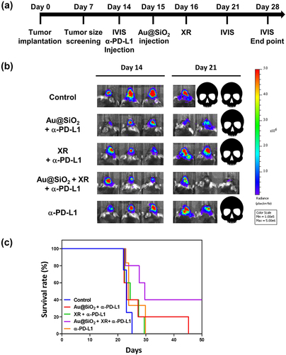 Figure 7 In vivo therapeutic efficacy of different treatments in mice bearing intracranial GL261-Fluc-red tumors.