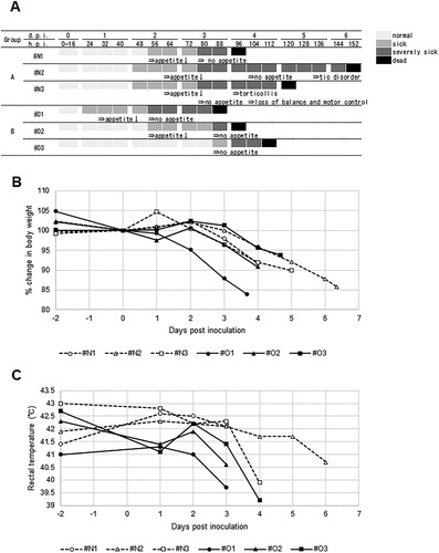 Figure 1. Time course of clinical conditions of American kestrels inoculated with the clade 2.3.2.1 H5 HPAIV. (A) (Upper) Clinical scores. Each kestrel was observed for disease manifestation at 8 h intervals. The judgement of sick and severely sick was based on the Intravenous Pathogenicity Test method (OIE, Citation2019). (A) (Lower) The onset of major clinical signs: changes in body weight (B) and rectal temperature (C) before/after virus inoculation.