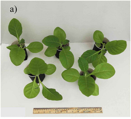 Figure 1. Nicotiana tabacum after growth with two kinds of water. Plants were irrigated for 55 days every three days with a) tap water (n = 5), and b) commercial bottled water (n = 5)
