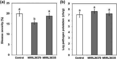 Figure 6. Effect of F. oxysporum VCs on A. thaliana defence against P. syringae. After co-cultivating Col-0 seedlings with PDA only (control) and F. oxysporum (NRRL26379 and NRRL38335) for 12 days, the seedlings were inoculated with Pst DC3000. Disease severity (a) was scored as the percentage of total leaf surface with symptoms, ranging from 0 (no symptoms) to 100 (complete chlorosis or necrosis). The number of bacterial cells in inoculated leaves (b) under each treatment is shown. Values shown correspond to the mean ± SE of data from three replicates (n = 15). Different letters indicate significant difference among treatments, according to Fisher’s LSD test at P = 0.05.