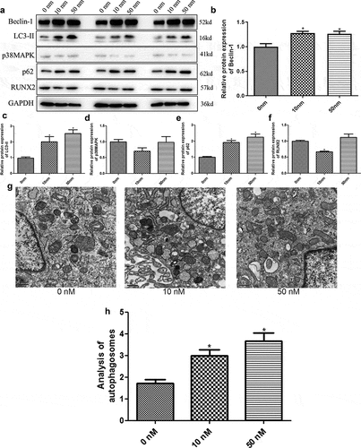 Figure 2. Rapamycin induced osteoblast MC3T3-E1 autophagy by regulating related genes. (a) The protein bands of related genes determined by Western blot. (b) Gray analysis of Beclin-1. (c) Gray analysis of microtubule-associated protein 1 light chain 3 alpha (LC3-II). (d) Gray analysis of p38 map kinase (p38 MAPK). (e) Gray analysis of heat shock 90-like protein (p62). (f) Gray analysis of runt-related transcription factor 2 (RUNX2). (g) Autophagosomes in cells treated with 0 nm, 10 nm, and 50 nm rapamycin treatment. (h) Quantitative analysis of autophagosomes. *: P < 0.05, compared with 0 nm rapamycin.