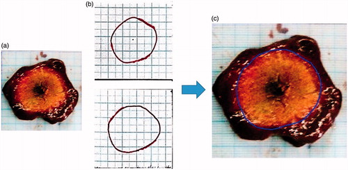 Figure 3. (a) A gross pathology cut. (b) The manual contours traced by two independent observers. (c) Graphic overlay of the average manual contour atop the calibrated gross pathology image. All images are 55 × 55 mm in size.