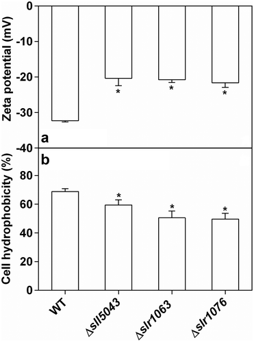 Fig. 3. (a) Zeta potentials and (b) cell hydrophobicity of the WT and three mutants of Synechocystis 6803. The asterisks at the top of bars indicate significant difference compared with the WT