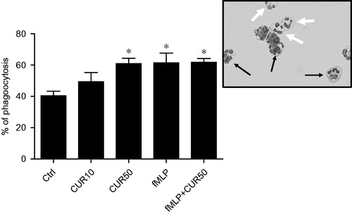 Figure 5. Curcumin enhanced PMN phagocytosis. Freshly isolated human PMN (10 × 106 cells/ml in complete RPMI 1640) were stimulated for 30 min with buffer (Ctrl), 10 μM curcumin (CUR10), 50 μM curcumin (CUR50), 10−9 M fMLP, or a mixture of CUR50 + fMLP. After incubating 106 PMN/treatment each with 5 × 106 opsonized SRBC for 30 min at 37 °C, the extent of phagocytic activity among the cells was assessed by counting the number of PMN placed on a slide that had ingested at least one opsonized SRBC. A minimum of five different fields (corresponding to ∼200 PMN/slide) was randomly assessed; each slide was analyzed in duplicate. Results are expressed as mean ± SEM (n ≥ 3). *p < 0.05 versus control. Inset: a typical PMN that did (thin black arrows) or did not (large black arrows) ingest an SRBC. Magnification = 400×.