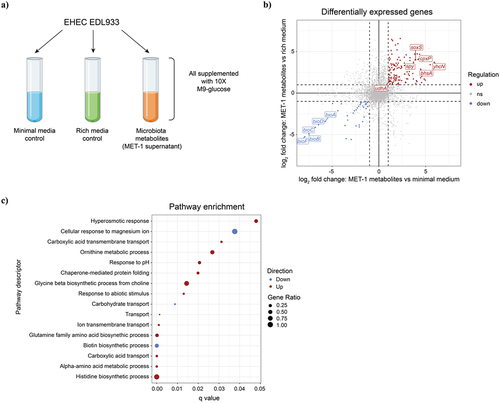 Figure 1. RNA-Seq analysis of EHEC’s response to gut microbiota-produced metabolites. (a) Overview of experimental design. (b) Overview of RNA-Seq results. Scatterplot shows transcript abundance in EHEC grown in MET-1 microbiota metabolites compared to the minimal medium control on the x-axis and compared to the rich medium control on the y-axis. Transcripts that were considered significantly upregulated (fold change threshold of ≥ 2 and q < 0.05 in both metabolites vs. minimal medium and metabolites vs. rich medium) are colored red and those considered significantly downregulated (fold change threshold of≤0.5 and q < 0.05 in both metabolites vs. minimal medium and metabolites vs. rich medium) are colored blue. Genes that are discussed further in the text are labeled. (c) Gene ontology (GO) pathway enrichment analysis of differentially expressed genes (DEGs). Gene Ratio refers to the proportion of enriched genes per pathway.