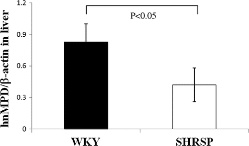 Fig. 9. MPD hnRNA levels in WKY and SHRSP livers.Notes: Real-time PCR was performed using primer pairs (Fig. 8) for MPD or β-actin from total RNA in the livers of WKY and SHRSP. Relative hnRNA levels of MPD were quantified using β-actin as an internal control. Values are the means ± SD of four independent experiments.