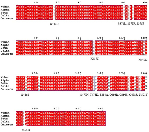 Figure 1 SARS-CoV-2 Omicron RBD mutations compared to other variants. Multiple sequence alignment showing amino acid mutations on the RBD of Omicron compared to the Wuhan reference strain, alpha, beta and delta variants. SARS-CoV-2 spike protein sequences were obtained from the Global Initiative on Sharing All Influenza Data (GISAID) database (https://www.gisaid.org/) on December 22, 2021.Citation122 The 15 Omicron RBD amino acid mutations compared to the reference strain are indicated. The multiple sequence alignment was done by ESPript 3.x online server (https://espript.ibcp.fr/ESPript/cgi-bin/ESPript.cgi).Citation121