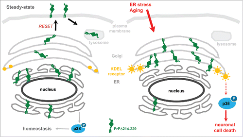 FIGURE 1. Schematic representation illustrating mechanisms of the neurotoxic effect of PrPΔ214-229. (A) In steady-state conditions, PrPΔ214-229 is found mainly at the ER but also slightly at the Golgi and plasma membrane probably following the RESET pathway. In our cell model (but not in the transgenic mice) we see activation of p38-MAPK at steady state levels. We hypothesize that, in this case, this activation leads to protein homeostasis. (B) After applying external stress conditions to cells or, in the case of Tg(PrPΔ214-229) mice due to aging, PrPΔ214-229 leaves the ER in order to follow the RESET pathway for degradation but, due to the mutation, is retained at the Golgi. We hypothesize that this leads to activation of Golgi-resident receptors (e.g., KDEL receptor) leading to increased p38-MAPK phosphorylation and cell death.