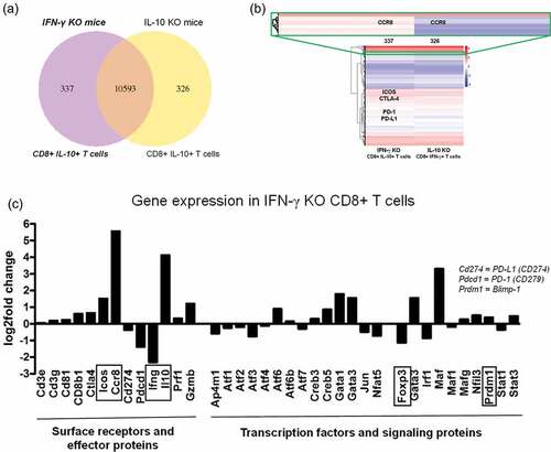 Figure 3. Differential expression of genes in purified CD8+ T cells isolated from mD52-vaccinated mice deficient in IL-10 (IL10KO) or IFN-γ (IFN-γKO). Deep mRNA transcriptome sequencing and analysis was performed commercially by Novogene, Inc. (a) Venn diagram depicting total shared (10,593) and differentially expressed genes between CD8+ T cells from vaccinated mice deficient in IL-10 (326) or IFN-γ (337). (b) Hierarchical clustering heatmap of differentially expressed genes between CD8+ T cells from vaccinated mice deficient in IL-10 or IFN-γ. Red represents high expression genes and blue represents low expression genes. Color descending from red to blue, indicated log10 (FPKM +1) from high to low. Genes listed in colored boxes represent genes found in the region outlined in the respective color. (c) Differential expression of genes in CD8+ T cells from vaccinated IFN-γ-deficient mice against gene expression in CD8+ T cells from vaccinated IL-10-deficient mice. Increased expression of genes in IFN-γ-deficient (KO) CD8+ T cells (CD8+ IL-10+ T cells) compared to IL-10-deficient CD8+ T cells are depicted by a positive fold change. Decreased expression of a genes in IFN-γ-deficient (KO) CD8+ T cells (CD8+ IL-10+ T cells) compared to IL-10-deficient CD8+ T cells are depicted by a negative fold change.