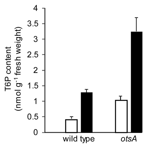 Figure 1 T6P content in 7-day-old wild-type and otsA-expressing seedlings grown in half-strength MS medium as inCitation1 with 15 mM (□) or 100 mM (▪) sucrose. n = 4 with standard error of the mean.