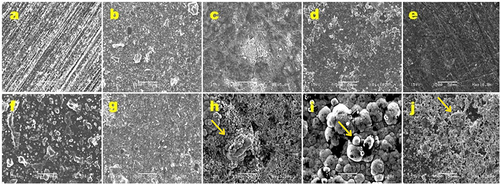 Figure 2 SEM micrographs of infiltrant samples without storage (0 h; upper row) and after 30 days of storage in SBF (30 d; lower row). 500x magnification. Size bar: 50 µm. (a) IC 0 h, (b) PE 0 h, (c) Bio5 0 h, (d) Bio10 0 h and (e) Hap10 0 h; (f) IC 30 d, (g) PE 30 d, (h) Bio5 30 d, (i) Bio10 30 d and (j) Hap10 30 d. Yellow arrows: spherical agglomerates/precipitates.