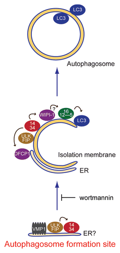 Figure 8 Model of autophagosome formation and hierarchical relationship among mammalian autophagy proteins. At the initial step, the ULK1 and Atg14 complexes localize to the autophagosome formation sites, which are on or in close proximity to the ER. VMP1 also transiently associates with this structure. Wortmannin treatment causes accumulation of the ULK1-Atg14-VMP1 structures, suggesting that dissociation, but not formation, of this structure depends on PI3-kinase activity. Downstream of this step, the two PI(3)P binding proteins WIPI-1 and DFCP1, the Atg12-Atg5-Atg16L1 complex and LC3-PE function to appropriately elongate the isolation membrane. The arrows indicate interdependency among the mammalian Atg proteins for puncta formation.