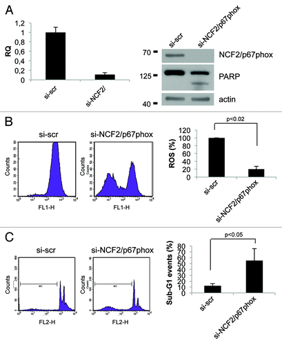 Figure 5. Inhibition of NCF2/p67phox in HaCat cells decreases ROS and induces apoptosis. (A) HaCat cells were transfected with either a control siRNA (si-scr) or specific NCF2/p67phox-targeting siRNA (si-NCF2/p67phox) and collected after 48 h. NCF2/p67phox protein and transcript levels were examined by western blot and real-time PCR, respectively. Western blot for both whole and cleaved PARP was performed to assay apoptosis. The western blot is one representative experiment. Real-time PCR shows the mean of three independent experiments. Actin is shown as a loading control. (B) ROS levels were assayed using a DCFDA staining and FACS analysis. The mean of three independent experiments as a percentage respect to the control (presented as 100%) is shown. (C) Apoptosis levels were assayed by PI staining and FACS analysis. Percentage of sub-G1 events (M1) is shown for one of three experiments. The mean of three independent experiments is shown on the right panel.
