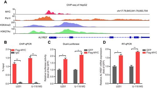 Figure 2 ALYREF is regulated by MYC at RNA levels. (A) The ChIP sequencing data showed the enrichment of MYC, PolII, H3K4me3 and H3K27Ac signaling at ALYREF promoter in HepG2 cells. (B) ChIP-qPCR validation for MYC at ALYREF promoter in GBM cells. (C) U251 and U-118 MG cells were transfected with GFP or MYC overexpression plasmids, and the relative luciferase activity of ALYREF promoter was measured. (D) The relative ALYREF mRNA levels transfected with GFP or MYC overexpression plasmids in U251 and U-118 MG cells. The results are shown as the mean ± SEM, n = 3 in (B–D). *P < 0.05; **P < 0.01.