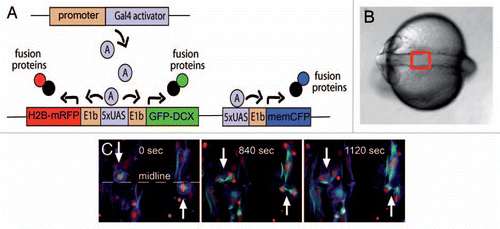 Figure 1 Gal4 mediated subcellular labeling. (A) Schematic showing subcellular labeling strategy. A Medusa vector was constructed containing subcellular labels for the nucleus (H2B-mRFP, red), plasma membrane (memCFP-blue) and microtubules (GFP-DCX, green) all under the control of Gal4 DNA binding sites (UAS). By flanking UAS sites with E1b minimal promoters and two expression cassettes (here H2B-mRFP and GFP-DCX), bidirectional expression can be achieved upon Gal4 binding. Tissue specificity can be achieved by expressing Gal4 under control of tissue-specific regulatory elements. (B) Dorsal view of a zebrafish embryo at neural rod to neural tube stages. Anterior is to the left. The red box depicts the area shown in (C) and in Figures 2 and 3. (C) Neuroepthelial cells expressing Medusa vector M2 depicted in (A). Mitotic cleavages can be observed at the midline (white arrows). At 1120 s, daughter cells connected by a midbody can still be seen.