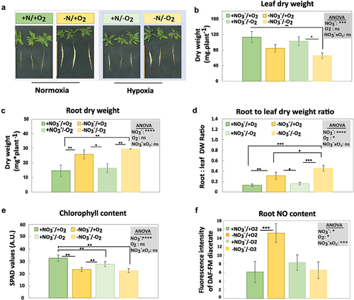 Figure 2. Effects of nitrate starvation and hypoxia on the phenotype and physiological parameters of A. thaliana. A) phenotype of plants with dissected leaves and roots, B) leaf dry weight, C) root dry weight, D) root to leaf dry weight ratio, E) leaf chlorophyll content, F) NO content of the root tip and lateral root (1 cm). NO3−/O2 treatments are described in Figure 1. Error bars represent standard deviations calculated from biological replicates (n = 3 in B-E, n = 4 in F). Grey boxes represent statistical analysis by 2-way ANOVA: +NO3−, nitrate; O2, oxygen; NO3−xO2, interactions between nitrate and oxygen. Significance levels are indicated as ns p > 0.05, * p < 0.05, ** p < 0.01, *** p < 0.001, and **** p < 0.0001. Subsequently, a Tukey’s HSD post hoc test was performed to identify significant differences between all different treatments (multiple comparison), represented as stars on the bars.