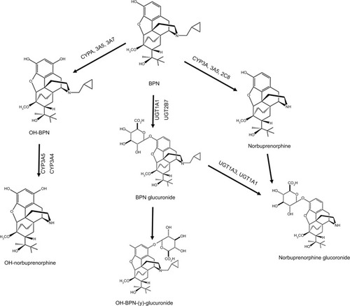 Figure 2 Metabolism of BPN. Cytochromes P450 produce hydroxybuprenorphine, hydroxynorbuprenorphine, and norbuprenorphine. The glucosyltransferases (UGT1A3, UGT1A1) produce BPN glucuronide, hydroxyl BPN glucuronide, and norbuprenorphine glucuronide.
