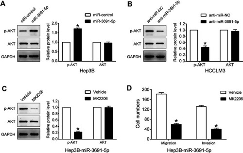 Figure 5 PI3K/Akt pathway is essential for the biological function of miR-3691-5p in HCC.Notes: (A and B) Western blot analysis indicated that miR-3691-5p mimics increased the level of p-Akt in Hep3B cells. And miR-3691-5p inhibitors decreased the level of p-Akt in HCCLM3 cells. (C). The levels of p-Akt, Akt in miR-3691-5p-overexpressing Hep3B cells treated with MK2206 (an Akt inhibitor) and DMSO. (D) The results of transwell assay revealed that inactivation of Akt inhibited miR-3691-5p-overexpressing Hep3B cells migration and invasion. Each experiment was performed three times. All data were presented as mean ± SD. Student’s t-test was conducted to analyze the difference. *P<0.05.Abbreviations: HCC, hepatocellular carcinoma; DMSO, dimethyl sulfoxide.