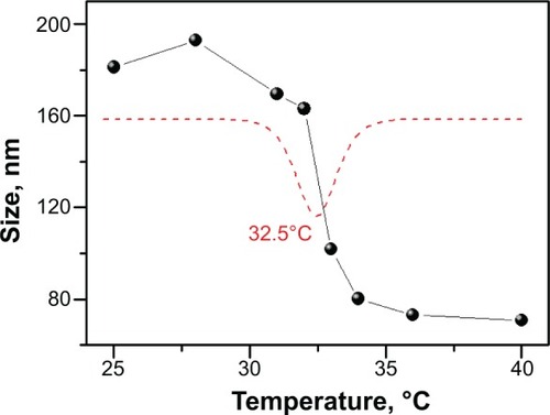Figure 1 The size curve of PIB nanogels with a function of temperature, the red dash line is the differential curve of the size-temperature curve of PIB nanogels.Abbreviation: PIB, p(N-isopropylacrylamide-co-butyl methylacrylate).