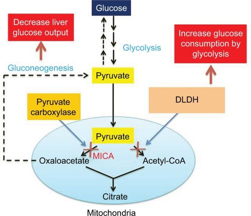 Figure 4 Scheme combined from Figures 2 and 3 showing the potential mechanisms by which MICA lowers blood glucose.