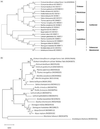 Figure 1. Neighbor-Joining (NJ) trees based on 22 complete chloroplast genomes (a) and CDS of rbcL (b) including Nicotiana tabacum L. and Arabidopsis thaliana L. as outgroup. The sequences were aligned using MAFFT online version (https://mafft.cbrc.jp/alignment/server/) and subjected to generating NJ phylogenetic tree using MEGA version X (Kumar et al. Citation2018). The bootstrap support values (>50%) from 1000 replicates are indicated in the nodes.