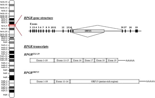 Figure 3. Schematic representation of the RPGR gene structure and the main alternatively spliced transcripts. Note that there is normally a splice donor site within the 5ʹ region of ORF15. In gene therapy, the cDNA encoding the gene is transcribed as a primary RNA transcript in the nucleus and may be subject to splicing. Hence disabling this splice donor site is also an essential part of codon optimisation.