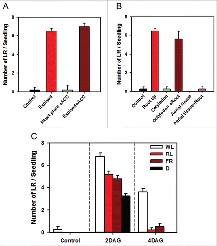 Figure 2. Effect of ethylene and light on LRF. (A) The root tips were excised at 2 DAG and at the same time 20 μM ACC was supplemented to the germination boxes. The LRF was counted at 7 DAG. (n ≥ 10 ± SE) (B) The cotyledons or whole shoot was excised from seedlings at 2 DAG either with or without root tip excision. The LRF was counted at 7 DAG. The seedling with intact roots served as a control. (n ≥ 10 ± SE) (C) Effect of red (R), or far red (FR), and white light (WL) was examined after excision of root tips at 2 DAG or 4 DAG. The LRF was counted at 7 DAG. (n ≥ 10 ± SE).