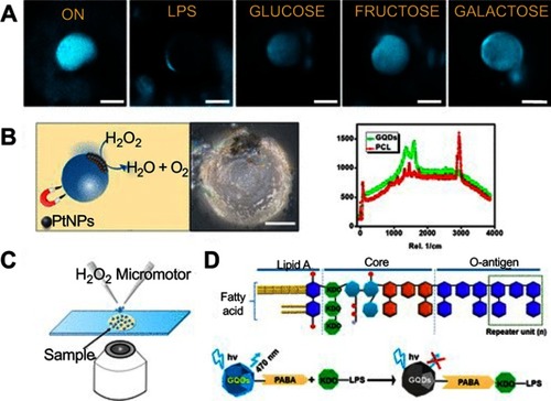 Figure 21 Self-propelled Janus microsensors for the detection of LPS from Salmonella enterica. (A) Real-time optical visualization of the LPS recognition event: time-lapse fluorescent images of the micromotors before (ON) and after LPS addition (OFF) and selectivity of the protocol in the presence of interfering saccharides. (B) Schematic of the microsensor operation and characterization. Optical images and Raman mapping showing the distribution of NPs, GQDs, and polycaprolactone (PCL) in the microsensor and corresponding Raman spectra. (C) Schematic of the setup for the Janus micromotors-based sensing protocol. (D) Schematics for structure of the LPS from Salmonella enterica and mechanism of quenching by LPS union to the GQDs recognition units. Experimental conditions: 15% H2O2, surfactant, 5% (w/v) sodium cholate. Scale bars, 20 μm. Reprinted with permission from Pacheco M, Jurado-Sanchez B, Escarpa A. Sensitive monitoring of enterobacterial contamination of food using self-propelled Janus microsensors. Anal Chem. 2018;90(4):2912–2917.Citation116 Copyright 2018 American Chemical Society.