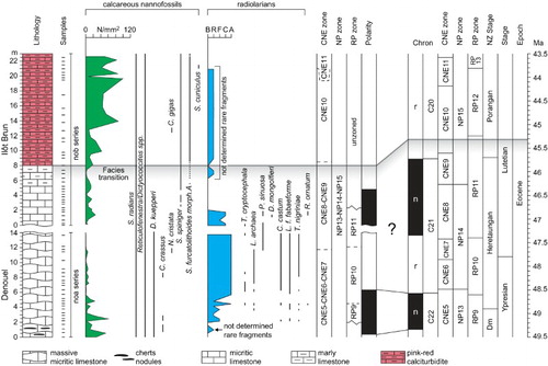 Figure 6. Integrated bio- and magnetostratigraphy of the composite Denouel and Ilôt Brun section. Left to right: lithologic log, calcareous nannofossil abundance and ranges of selected species, radiolarian preservation index and ranges of selected species, biostratigraphic zonation (CNE, Agnini et al., Citation2014; NP, Martini, Citation1971; RP, Sanfilippo and Nigrini, Citation1998), magnetic polarity stratigraphy, and correlation with the geomagnetic polarity time scale (GPTS, Gradstein et al., Citation2012; following Agnini et al., Citation2014; Norris et al., Citation2014) and New Zealand stages (Raine et al. Citation2015). The grey band marks the transition from micrite to calciturbidite.