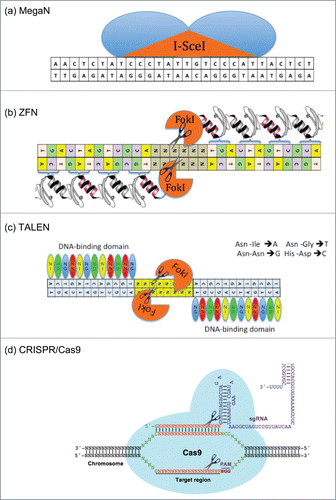 Figure 2. The structure of SSRs platforms.