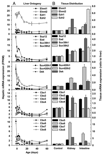 Figure 5. Hepatic ontogeny (A) and tissue distribution (B) of mRNAs of genes involved in histone methylation and recognition of methylated histones in male C57BL/6 mice. (A) Liver from C57BL/6 mice of ages from Day 2 to Day 60. n = 3, mean ± SE. Y-axis represents mRNAs expressed as fragments per kilobase of exon per million reads mapped (FPKM). (B) Liver, kidney, and small intestine from C57BL/6 mice of 60 d old. n = 2, mean ± SE. Y-axis represents relative mRNA expression with values of liver set as 1.0.