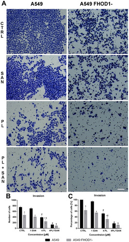 Figure 6 The effect of FHOD1 downregulation on metastasis potential of non-small cell lung cancer A549 cells – invasion assay. A549 cells with the naïve expression of FHOD1 (A549) and after transfection with siRNA against FHOD1 (A549 FHOD1-) were treated for 24h with 1 µM SAN (sanguinarine), 4 µM PL (piperlongumine) and their combination (4PL/1SAN). Representative image of transwell invasion assay. Bar = 50µm (A). The average number of cells with high invasiveness potential (B) and an average percentage of cells relative to CTRL (estimated as 100%) (C). Data represents the mean ± SD obtained from 4 independent replicates (n=4). Statistically significant differences between A549 cells and A549 with downregulation of FHOD1 levels are marked with “*”, and compared to control cells for A549 “#” and “$” for A549 FHOD1- (p <0.05; two-way ANOVA).