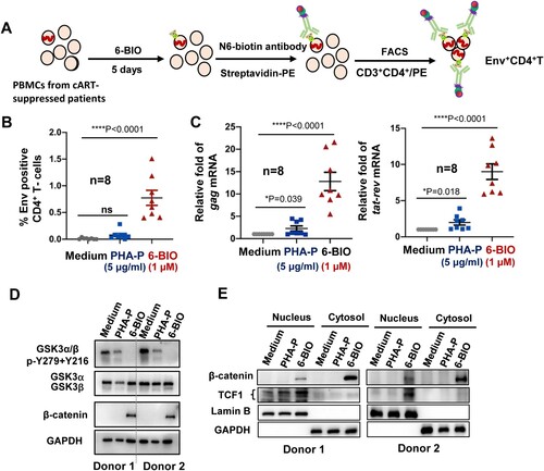 Figure 6. 6-BIO-triggered activation of β-catenin/TCF1 axis reactivates HIV-1 in PBMCs isolated from cART-suppressed patients. PBMCs (1×107) isolated from cART-suppressed HIV-1 patients were treated with 6-BIO (1 μM) or PHA-P (5 μg/ml) for 5 days, viral reactivation was measured by quantifying the percentage of Env+ CD4+ T cells (A, B), or by quantifying the production of intracellular gag or tat-rev mRNAs, and the enrichment fold for viral reactivation relative to medium treatment was calculated (C). (D, E) 6-BIO promotes β-catenin nuclear translocation in PBMCs from cART-suppressed HIV-1 patients. The PBMCs from 2 representative donors were harvested for subjecting immunoblotting, to detect the total levels and protein expression and phosphorylation (E), and to determine nuclear and cytoplasmic levels of β-catenin and TCF1. *P <0.05 and ****P <0.001 denote significant difference.